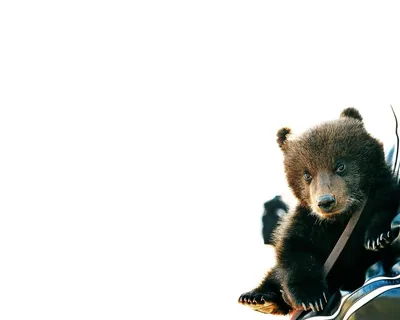 Бурый медведь стоковое фото ©Iglira 1593196