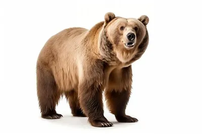 Большой бурый медведь изоляции на белом фоне Стоковое Изображение -  изображение насчитывающей профиль, изображение: 166877881