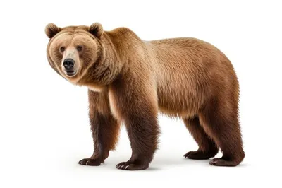 Медведь пнг картинки, скачать 17000+ Медведь PNG рисунок с прозрачным фоном