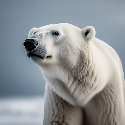 Коричневый медведь на белом Стоковое Изображение - изображение  насчитывающей млекопитающее, природа: 159601501