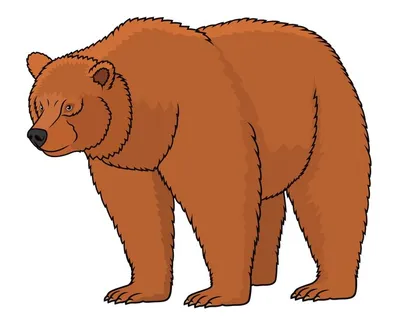 коричневый медведь сидит на белом фоне Иллюстрация штока - иллюстрации  насчитывающей млекопитающее, природа: 276100343