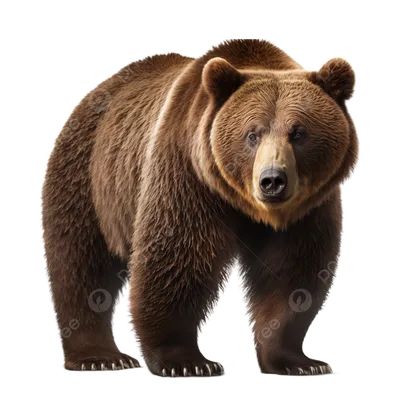 Бурый Медведь Изолированные На Белом Фоне — стоковые фотографии и другие  картинки Медведь - Медведь, Изолированный предмет, Белый фон - iStock