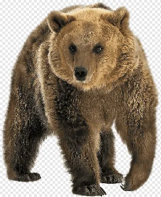 Азиатский Черный Медведь Изолированы На Белом Фоне — стоковые фотографии и  другие картинки Белогрудый медведь - Белогрудый медведь, Азия, Белый -  iStock