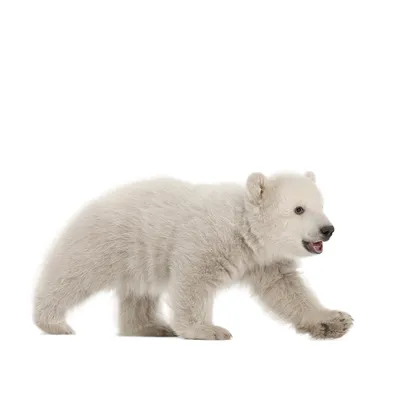 Медведь на белом фоне картинки (190 фото) » ФОНОВАЯ ГАЛЕРЕЯ КАТЕРИНЫ АСКВИТ