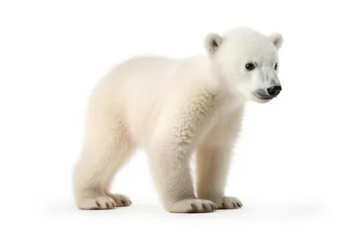 Белый медведь рисунок детский - 52 фото