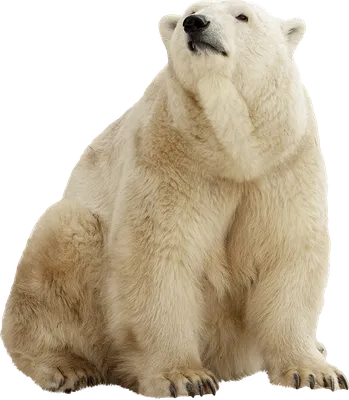 Фотография северный Медведи Новый год белые шапка Животные 6700x6700