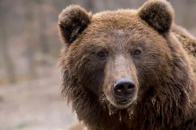 Русский Дом в Оше on Instagram: \"Есть распространенный стереотип, что в России  медведи ходят по улицам. Мы, конечно, любим косолапых, но в квартирах они с  нами не живут. Есть версия, что все