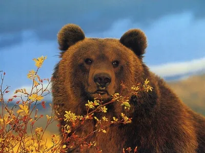 Почему медведь считается символом России?