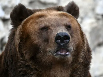 Легенда о пермском медведе — Википедия