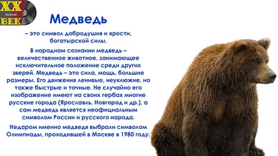 Флаг России с медведем и надписью \"Поддержим наших\"