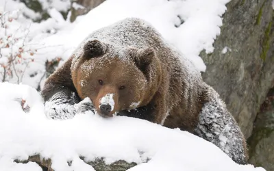 Медведь зимой» — создано в Шедевруме