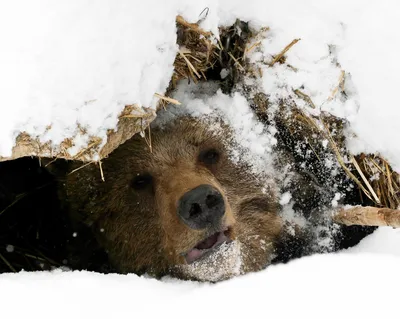 Счастливый и забавный арктический медведь зимой | Премиум Фото