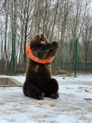 Эксперт рассказал, почему некоторые медведи зимой не впадают в спячку и  приходят к людям