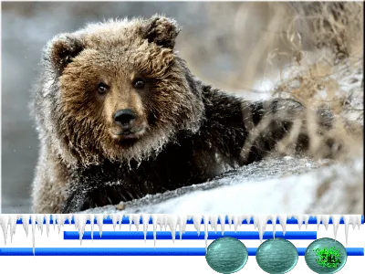 Как аномально теплая зима сказалась на арктических хищниках - Российская  газета