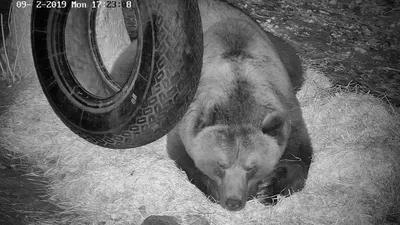 Медведица Медвежонок Зимой Естественная Среда Обитания Бурый Медведь  Научное Название стоковое фото ©SURZet 378930596