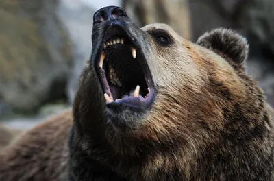 Березинский заповедник: как в нем живут медведи?