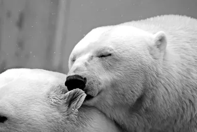 Медведь Зимой Обнимается Со Своей Пищей — стоковые фотографии и другие  картинки Белый - Белый, Бурый медведь, Германия - iStock