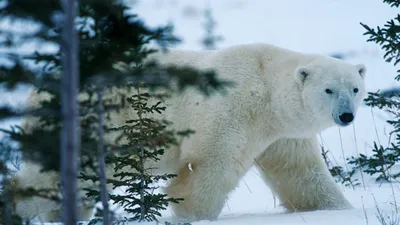 Скачать 1920x1080 белые медведи, медведи, снег, зима, игры обои, картинки  full hd, hdtv, fhd, 1080p