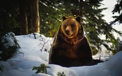 Большой бурый медведь зимой гуляет …» — создано в Шедевруме