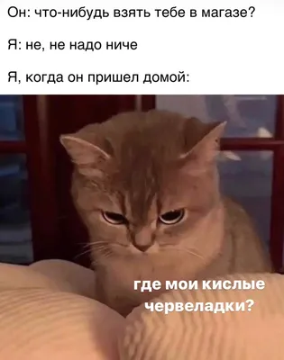 Подборка смешных мемов про котов и кошек #11! | КОТОМЕМЫ | Дзен