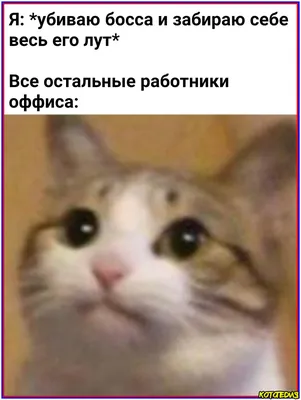Топ-20 смешных мемов про кошек №9 | Котопедия. Мемы и видео о котах! | Дзен