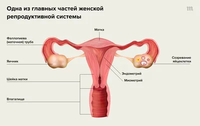 Мифы о месячных: правда и вымысел о менструации, спорте, сексе, плавании,  беременности и использовании тампонов