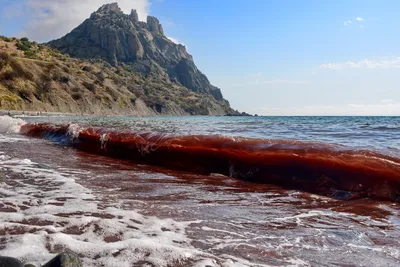 Сегодня - Международный день Черного моря