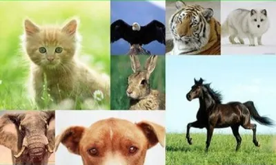 Всемирный день защиты животных - Главная