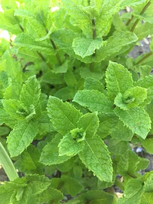 Fresh Raw Mint Leaf Melissa Leaves Stock Photo 2317758689 | Shutterstock