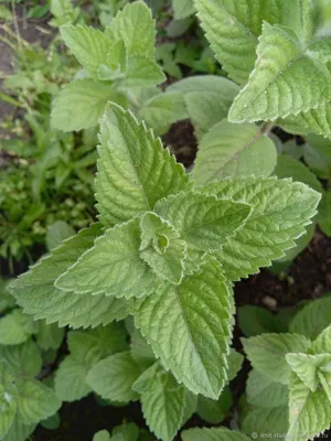 Мята перечная \"Garden Mint\" купить в питомнике растений с доставкой по  Москве, Московской области и России, рассада, выращивание, посадка и уход