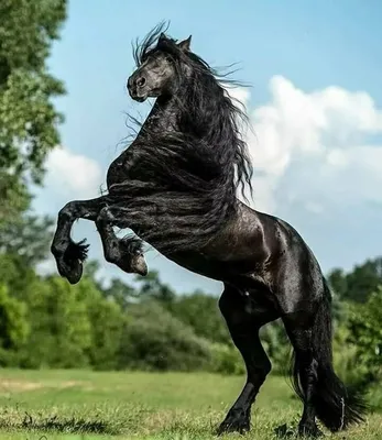 фигурка 'лошадь Найтмар', лошадь стихии огня | Лошади, Мифические существа,  Милые рисунки