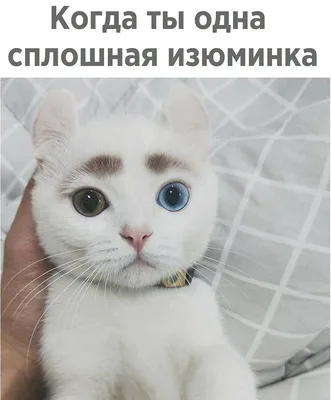 Игрушка Котик Внутри кота - милота 23 х 20 см в Калининграде купить Цена:  руб. ➔ 630 ₽