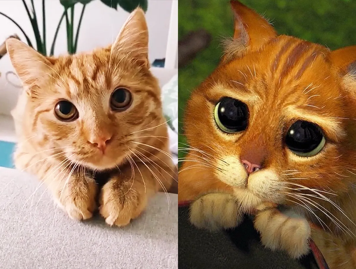 Кот из шрека с глазами
