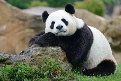 Самые милые и забавные панды » BigPicture.ru