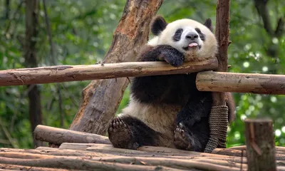Милые панды, с большими глазами, …» — создано в Шедевруме