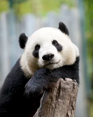 Cute Baby Animals For A Quick Serotonin Boost | Детёныш панды, Милые  животные, Скучающая панда