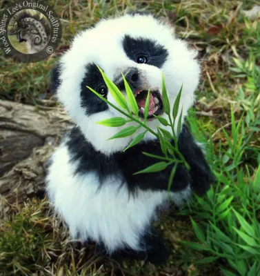 Маленькая панда - 78 фото