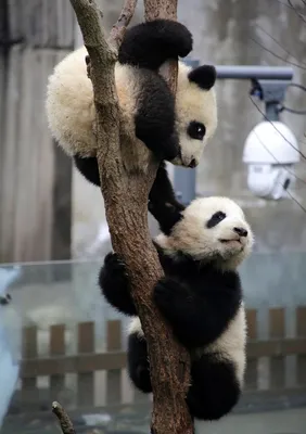 Милые панды - красивые фото