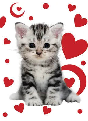 Яркая открытка на день всех влюбленных с кошками и сердечками | Премиум  векторы