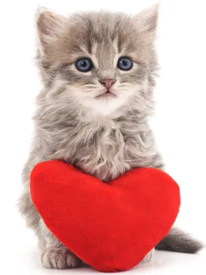 Эти милые кошки носят сердечки на шерсти | КотоВедение | Дзен