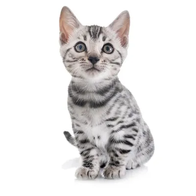 бенгальский котенок милые кошки обои, маленький кальмар ухо коричневый тигр  милый котенок, Hd фотография фото, кошка фон картинки и Фото для бесплатной  загрузки