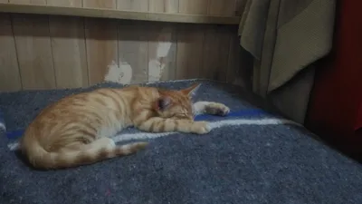 Эти непосредственные и милые кошки Японии - ET | Articles