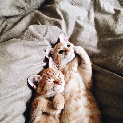 Милые коты 6 часть(+кролики!!!)» — Яндекс Кью