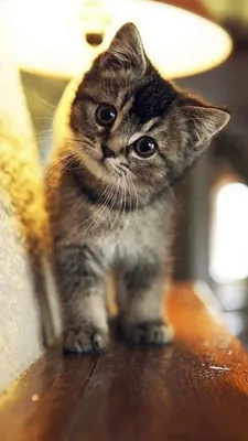 Коты не всегда милые и пушистые » BigPicture.ru