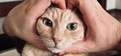 Отдаю котика и кошечку! Очень милые коты невероятной красоты! | Пикабу
