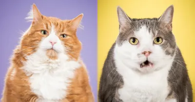 Коты с необычной внешностью | Милые котики, Хмурый кот, Сумасшедшие кошки