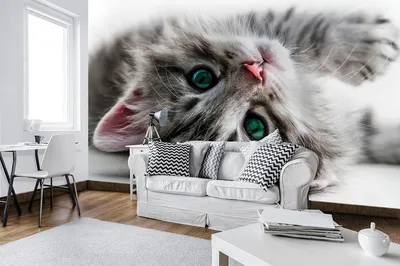 Animal Cute HD Wallpaper
