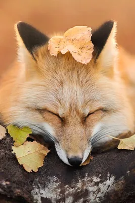 Wallpaper Foxes Leaf Cute animal 640x960