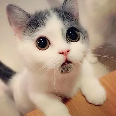 Пушистые милые котики