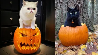 Милые коты - 65 фото